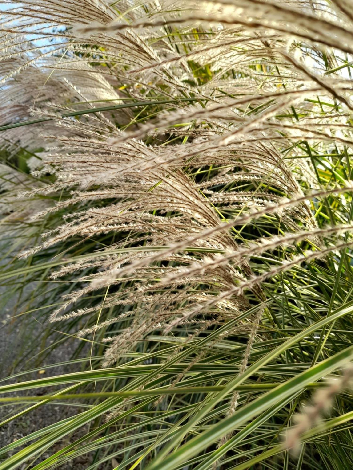Chambre Dans Un Ecrin De Verdure Angrie Exterior foto